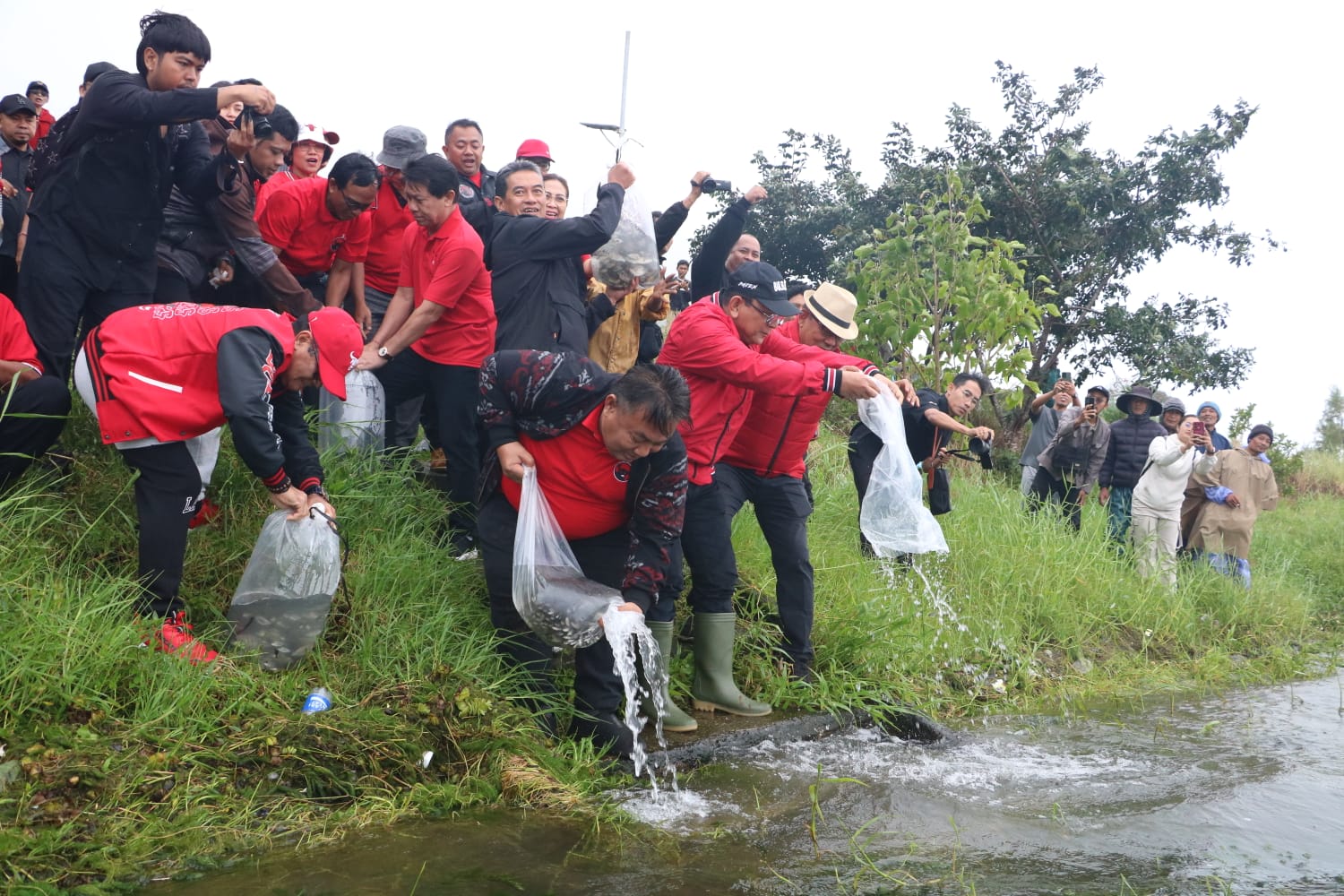 HUT ke-79 Megawati, PDIP Bali Merawat Pertiwi dengan Tanam Pohon dan Lepas Ribuan Ikan di Danau Buyan